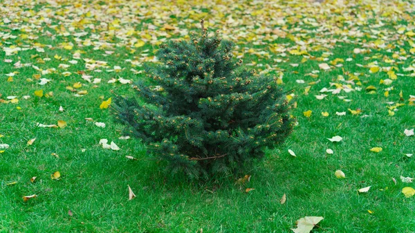 Mały Zielony Świerk Zielonej Łące Wśród Opadłych Jesiennych Liści — Zdjęcie stockowe