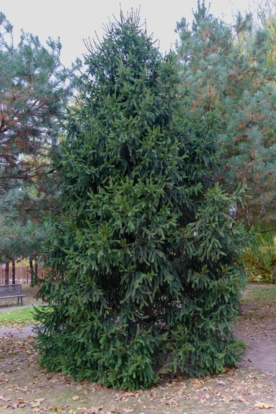 Épinette Verte Sur Une Prairie Verte Parmi Les Congés Automne — Photo