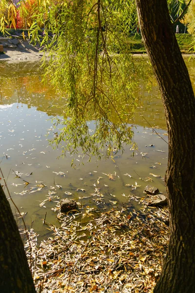 Jesienna Wierzba Gałęzie Nad Wodą Słoneczny Dzień — Zdjęcie stockowe