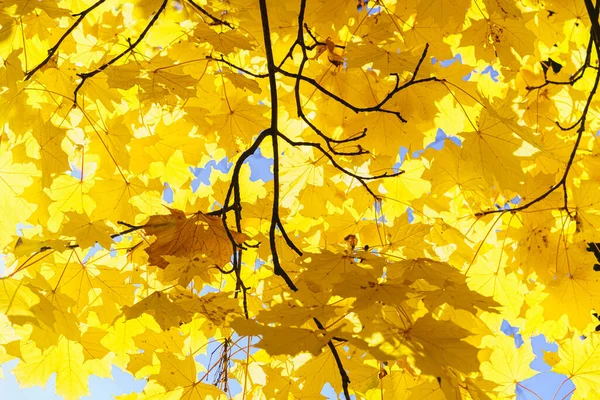 秋天的黄枫叶 在明媚的阳光的映衬下 在蓝天上 秋天的一天 — 图库照片