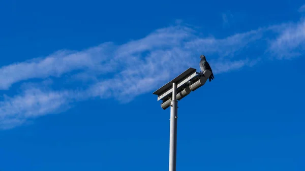 白い雲のストリップを斜めに青空に対する都市照明の金属極に鳩 — ストック写真