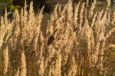 Güneşli bir sonbahar gününde güneş ışığının altında kabarık ot kulakları