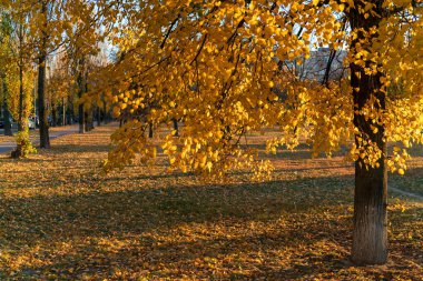 Sonbahar ağacının altın yaprakları güneş ışınları altında, ağaçların uzun gölgeleri günbatımında bir sonbahar akşamı şehir parkında dökülen yapraklar üzerinde