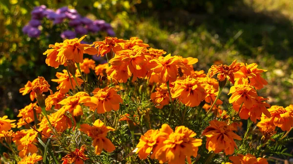 Claveles Otoño Marchitos Los Rayos Del Brillante Sol Otoño Jardín — Foto de Stock