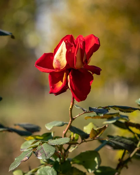 Red Rose Green Leaves Rays Autumn Sun Close Blurred Yellow — Stock Photo, Image