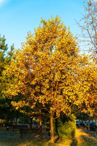 Chêne Automne Dans Parc Urbain Aux Rayons Soleil Soir Sous — Photo