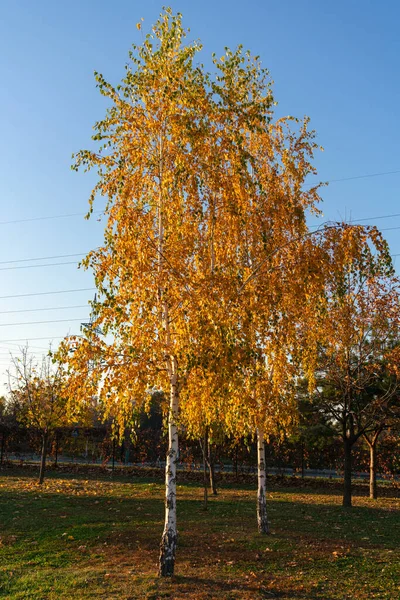 Deux Bouleaux Automne Dans Les Rayons Soleil Soir Coucher Soleil — Photo