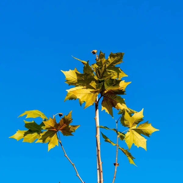 Autumn Leaves Top Young Maple Tree Blue Autumn Sky Sunny — Stock Photo, Image