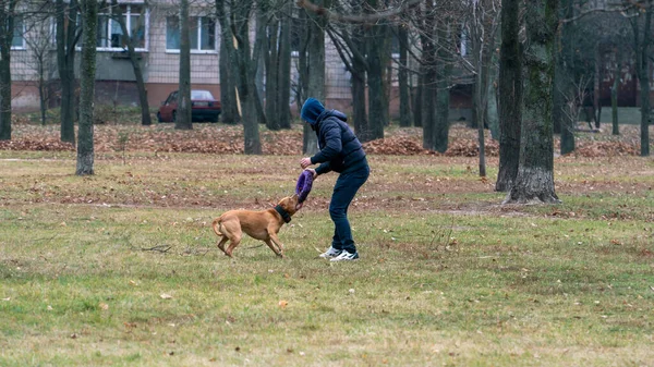 Jongeman Die Zijn Hond Traint Een Herfstdag Het Park — Stockfoto