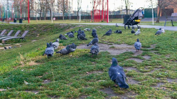 Large Flock Doves Green Grass Next Baby Carriage Autumn Day — Stock Photo, Image