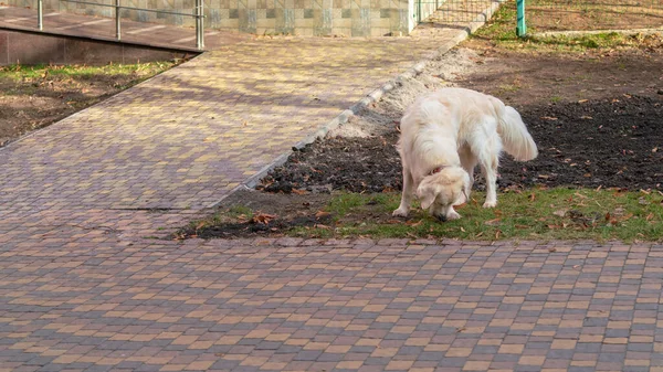 Large White Dog Leash Muzzle Playing Park Safe Walking Animals — Stock Photo, Image