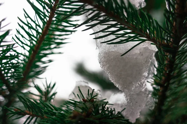 Wewnętrzne Spojrzenie Biały Śnieg Zielonych Igłach Świerkowych Gałęzi — Zdjęcie stockowe