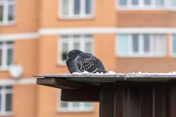 寒い冬の町での冬の鳩の生活 — ストック写真