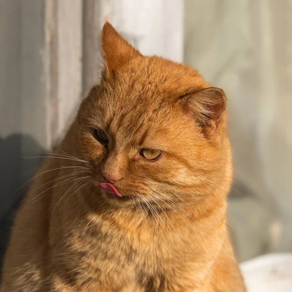 Orange Cat Windowsill Vintage Window Looks Distance Rays Sunlight — Stockfoto