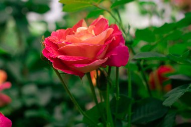 Rose after rain in the garden against the background of greenery