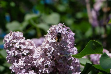Bumblebee collects nectar on lilac flowers in May against a background of green leaves