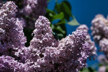 The play of light on the flowers of a beautiful branch of lilac