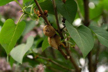 Small houses of insects on a lilac branch in May among green foliage