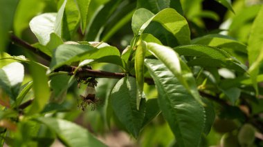 An unripe peach fruit hangs on a branch surrounded by green leaves, on which the rays of the morning sun fall