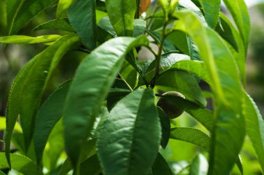 An unripe peach fruit hangs on a branch in the shade of dense green leaves, on which the rays of the morning sun fall