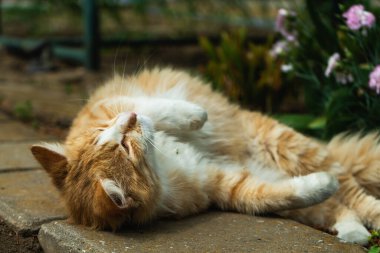 Ginger kitten basking in the rays of the spring sun on the garden path against the background of blooming carnations