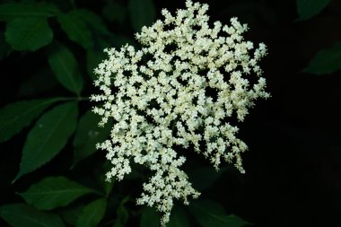 The bright inflorescence of elderberry on a sunny day stands out in contrast against the background of green leaves of the bush. Medicinal plant close up