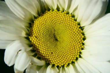 Chamomile flower in the rays of sunlight. Close-up