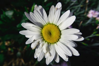 Chamomile flower in the rays of sunlight. Close-up