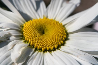 Chamomile flower in the rays of sunlight. Close-up