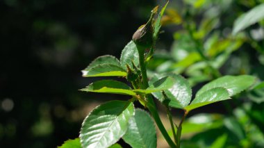 Aphids on green leaves of a rose in the sun