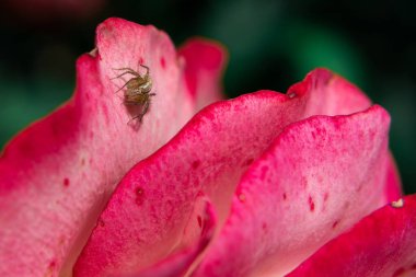 Newborn spider on a rose petal. Close-up of rose petals, similar to the crests of waves