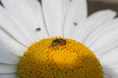 A bee in the sunlight collects nectar on a chamomile flower, the play of light and shadow, close-up