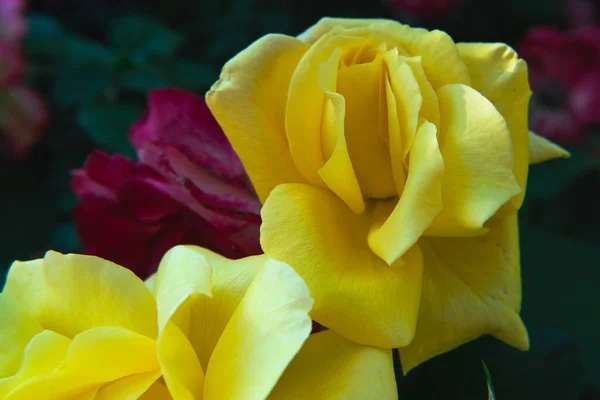 Close Yellow Rose Buds Garden Background Fragment Red Rose Dark — Stock Photo, Image