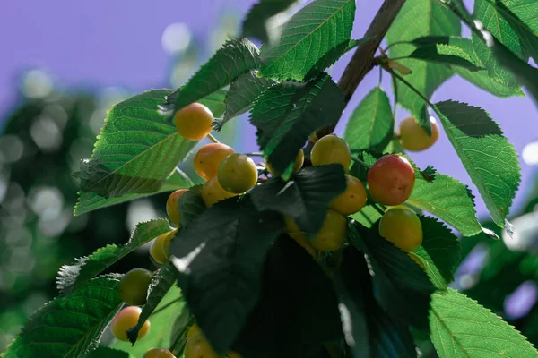 Ripening Cherry Fruits Green Branch Bright Rays Sun Blue Sky — Stockfoto