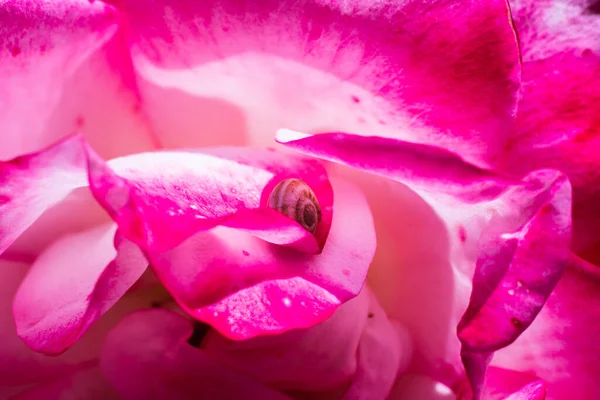 Small Snail Hid Rain Rose Petals — Stock Photo, Image