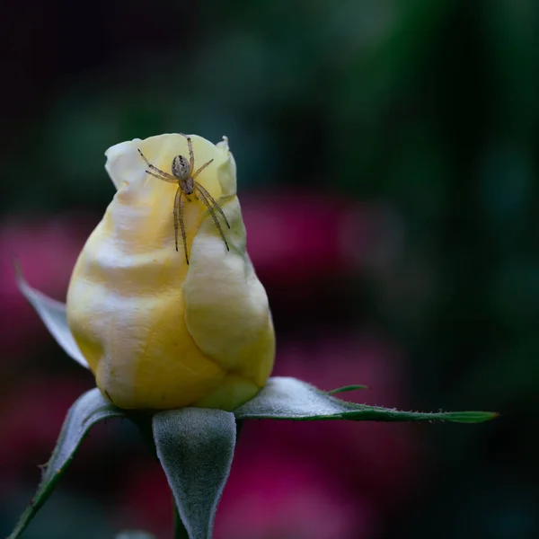 Spider Yellow Rose Background Blurred Greenery Garden — Stockfoto