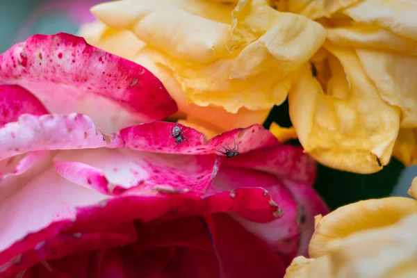 Two Little Spiders Rose Petals Garden — Stock Photo, Image