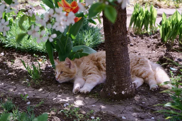 A ginger kitten is resting in the shade of a blooming cherry tree in early spring. A tulip is blooming nearby. The grass is green all around. Feeling of calm and peace