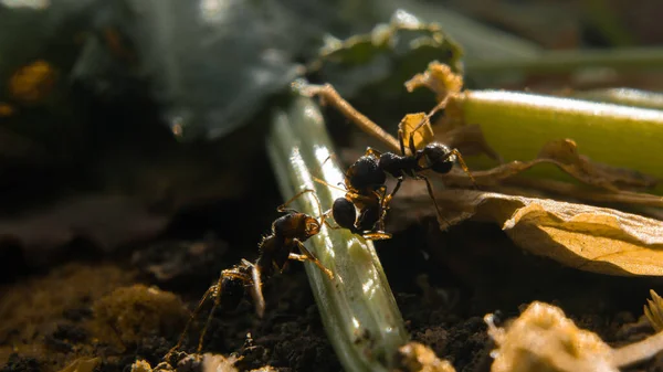 Battle Ants Two Ants Detained Alien Ant Border Anthill Let — Fotografia de Stock