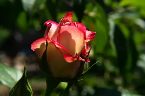 Rosebud Beginning Flowering Grows Background Green Leaves Sunny Day — Stockfoto