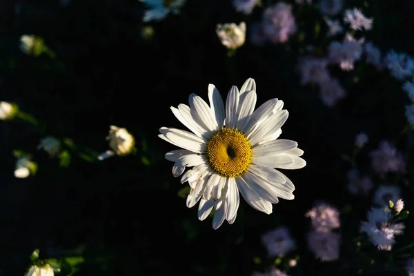 Chamomile Blurred Background Other Flowers Rays Evening Sun — ストック写真
