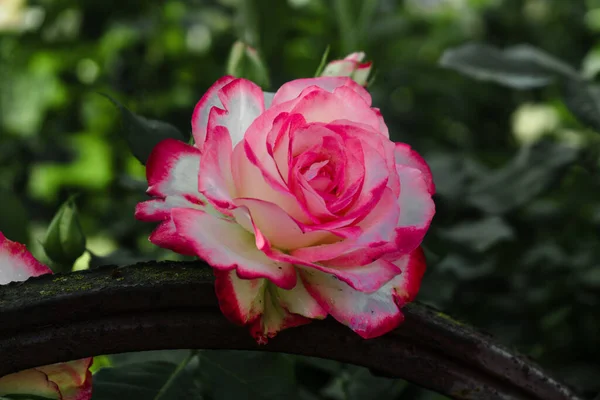 Fresh Roses Close Raindrops Rays Morning Sun Home Garden Freshness — Stockfoto