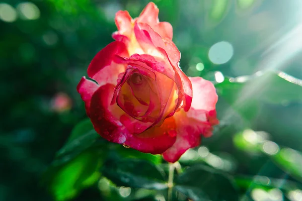 Fresh Roses Close Raindrops Rays Morning Sun Home Garden Freshness — Stock Photo, Image