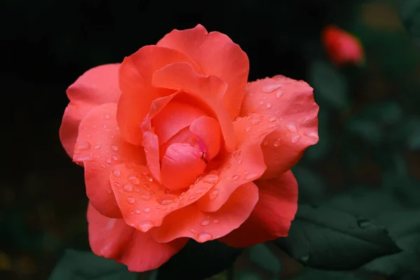 Close Fresh Roses Raindrops Cloudy Summer Day Freshness Beauty — Stock Photo, Image