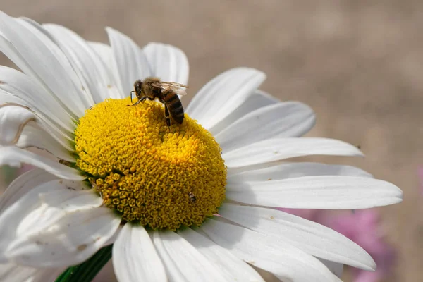 Bee Collects Nectar Chamomile Flower Sunny Summer Day — Stockfoto