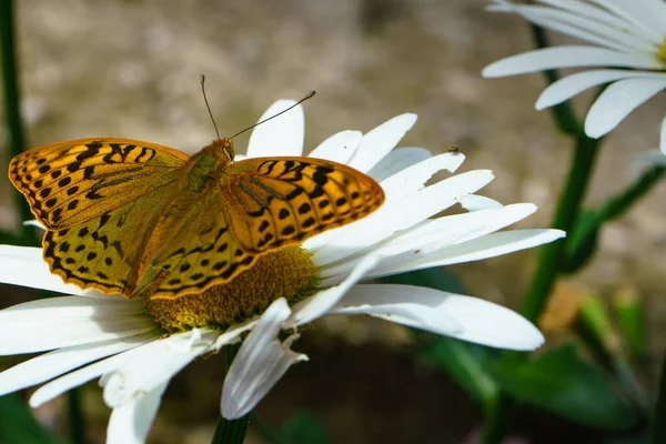 Close Butterfly White Chamomile Petals Sunny Day — Stock Photo, Image