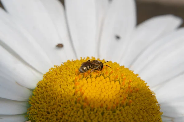 Bee Sunlight Collects Nectar Chamomile Flower Play Light Shadow Close — Stockfoto