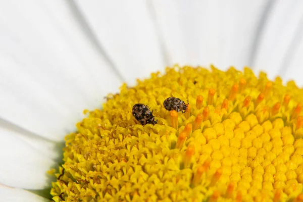 Small beetles in the sun graze on a chamomile flower, eating its fleeting beauty