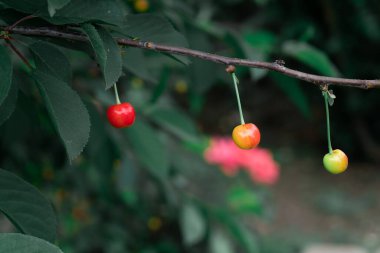 Three cherry notes on a green cherry branch in varying degrees of ripening. Individuality and diversity in the natural world, similarities and differences