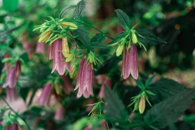 Delicate flowers in the shade of a tree after rain. Cloudy day, romantic mood